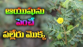 ఈ మొక్కతో ఇన్ని ఉపయోగాలా   పల్లేరు కాయ  palleru kaya benefits in telugu [upl. by Warms]