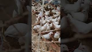 Poultry form  41 days  Farming Bihar [upl. by Benoite]