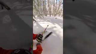 Powder Gliding Thru Patagonias Old Growth Lenga Forests Yesterday 🌳❄️🪽 [upl. by Solon]