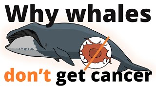 Why whales dont get cancer – Petos paradox [upl. by Cati]