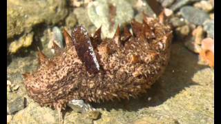 Holothuria sp Sea cucumber from Greece 3 [upl. by Gnues559]