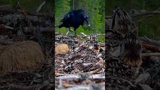 águilas vengan a sus crías 🦅 planet animales animalplanet animals [upl. by Noemad467]