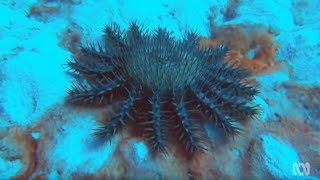 Crown of Thorns Starfish  Coral reef killers [upl. by Aelam]