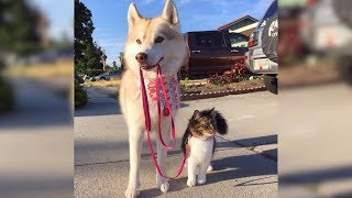 Rescue Kitten Adorably Acts Like Dog After Being Raised By Huskies [upl. by Azriel]