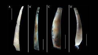 Polyplacophora and Scaphopoda  JLIAACEA reports [upl. by Liam320]