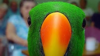 Eclectus Parrot SpeakingMaking Noises [upl. by Adnov]