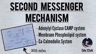 Second Messenger Mechanism Of Hormone Action  Cell Signalling  Endocrine Physiology [upl. by Ewall]