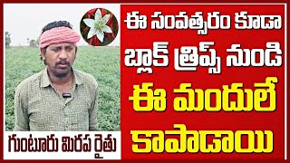 ఈ సంవత్సరం నల్ల తామరగుంటూరు జిల్లాBlack thrips Best Organic pest controller vaayu yantra chilli [upl. by Powers]