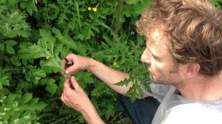 Common Hogweed wild food uk [upl. by Tankoos]