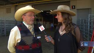 Calgary Stampede Roving Reporter  Miniature Chuckwagons [upl. by Gnaht629]