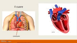 la circolazione sanguigna [upl. by Ttirb733]