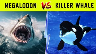 Orca Whales Vs Great White Shark   Who Would Win [upl. by Hsejar245]