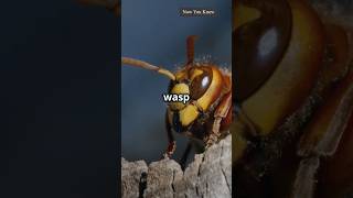 Amazing Facts  Wasp Facts  facts shorts shortsfeed [upl. by Dulci]