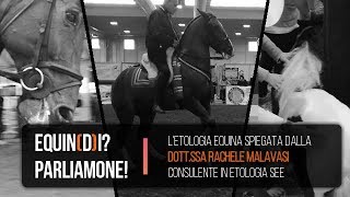 Riconoscere il malessere e dolore nel cavallo  Etologia Equina con Rachele Malavasi [upl. by Buckels]