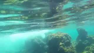 Snorkeling around the Island of Lokrum Croatia [upl. by Miranda]