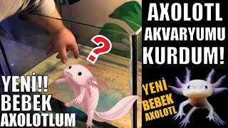 AXOLOTL AKVARYUMU KURDUM ÇOK TATLI LAN [upl. by Ehcropal]