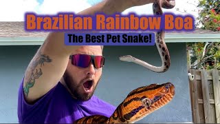 Brazilian Rainbow Boa [upl. by Breech]