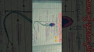 Diagramofspermvilli viralshortvideoplease like👍andsubscribeand shareyourfriend [upl. by Nehr]