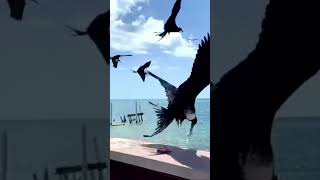 Frigate bird Tijeretas Fragata real [upl. by Ynabla]