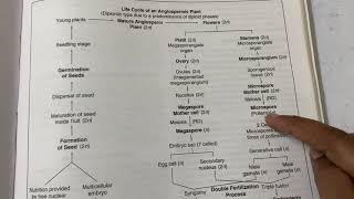 Diplontic life cycle of Angiospermic plant [upl. by Bobine]