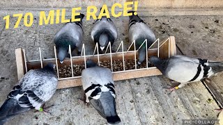 170Mile Pigeon Race Arrived Late But All is Well [upl. by Cut484]