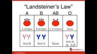 DISCUSS LANDSTEINER LAWS  landsteiner law of abo blood grouping [upl. by Ileray743]