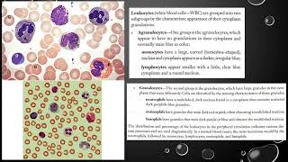 Blood Histology and Formed Elements [upl. by Carn]