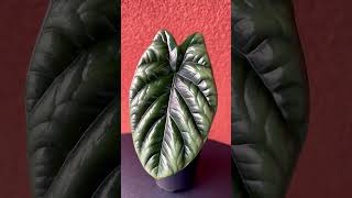 Alocasia Sinuata alocasia plants plantlover plantcommunity natureathome [upl. by Engenia]