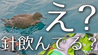 【釣り人全員観て】釣り針を飲んだ海鳥が『助けて！』って寄って来た （ウミネコの子供ではなく、ミズナギドリという鳥だそうです。教えてくださった方ありがとうございます♪） [upl. by Reiter]