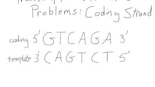 Transcription and Translation For A Coding Strand [upl. by Tnias]