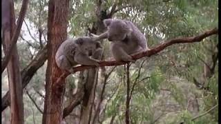 Cute Koala Fight [upl. by Ettesel]