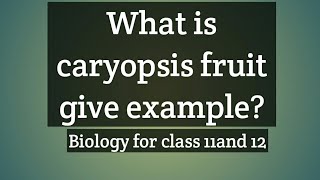 What is caryopsis fruit give example [upl. by Aikimat]