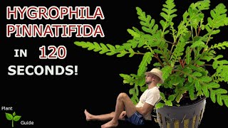 Hygrophila Pinnatifida explained in 120 seconds Aquarium Plant Guide [upl. by Laikeze]