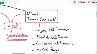 systemic pathology 57  male genital system 1  tumors of testis  أورام الخصية DR SAMEH GHAZY [upl. by Einoj45]