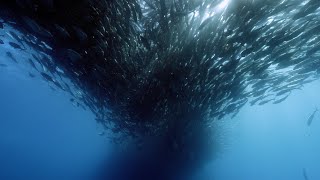 1000000 Jack Fish In Cabo Pulmo Mexico [upl. by Acimaj]