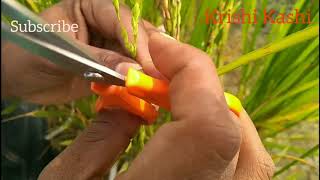 Emasculation and pollination technique in Rice  Agro Info Tech [upl. by Yesdnil]