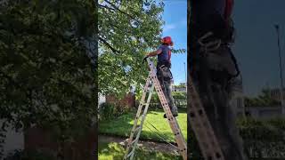 Kirschbaum schneiden kleiner Einblick sieh dir das lange Video an garten kirschbaum handwerk [upl. by Krahling873]