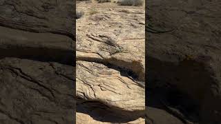 Eastern Collared Lizard on Pueblo Alto Hike in Chaco Culture National Historical Park in New Mexico [upl. by Mccafferty]