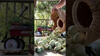 Mini gourd harvest 2024 hardshellgourd dippergourd spinninggourd lagenaria [upl. by Dicky]