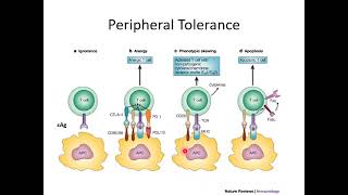 05 Immune Tolerance [upl. by Toft]