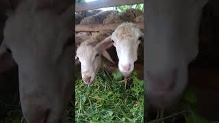 gedi gedi kambing mas ternak masjol sobatngaret [upl. by Germin]