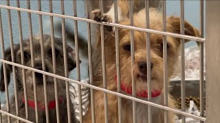 Humane Society of Tampa Bay rescues 16 dogs from hoarding situation in Alabama [upl. by Eadahs]