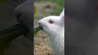 Rabbit Sounds Rabbit Eat Green Grass [upl. by Mixie864]