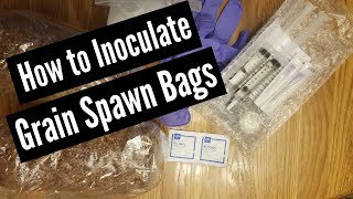 How to Inoculate Grain Spawn Bags [upl. by Pedrotti]