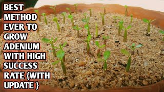 Best method to Grow Adenium from seeds   English Subtitle [upl. by Fredrika]