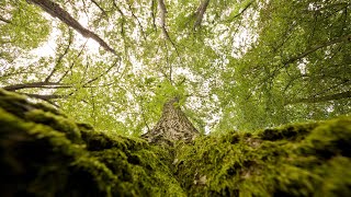 60 Sekunden aus der Politikredaktion  Klimaschutz  quotMenschen im Land nicht überfordernquot [upl. by Theodore]