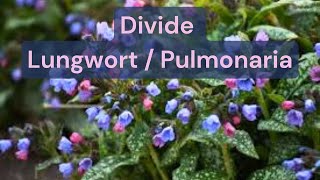 How To Divide A Lungwort Pulmonaria Plant [upl. by Cyndi]