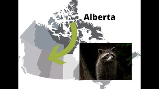 Baylisascaris Albendazole and a great story from Alberta Canada [upl. by Akirdnahs]