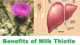 Health Benefits of Milk Thistle Silybum marianum जडिवुटिहरुको राजाLiver Tonic Medicinal herbs [upl. by Loziram]