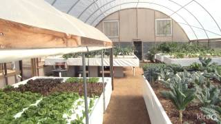 Aquaponics  Austin Aquaponics  Central Texas Gardener [upl. by Nauqahs798]